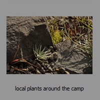 local plants around the camp
